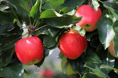苹果苹果树苹果花