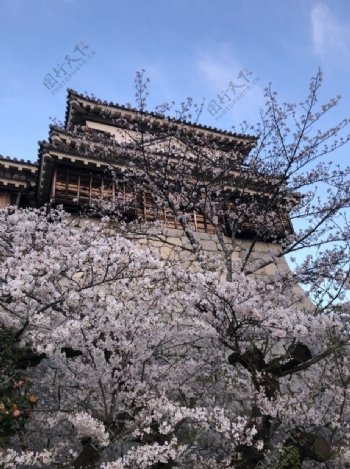 四月樱桃树城堡蓝色的天空