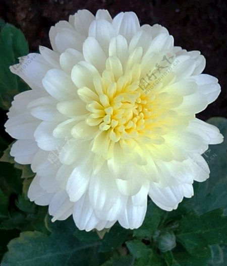 白色花春白盛开植物花