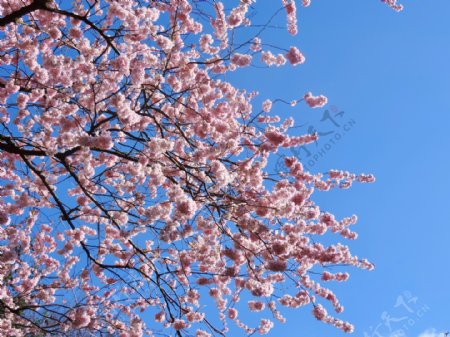 樱花树天空观赏樱花