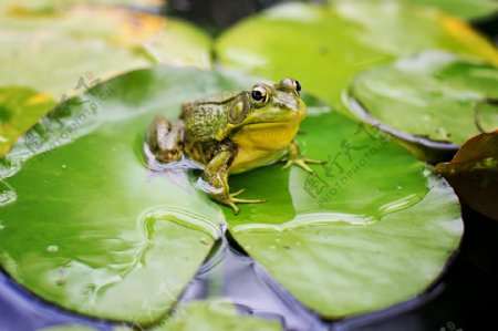 坐在荷叶上的池塘青蛙