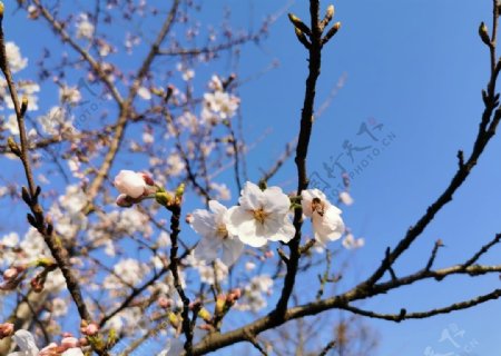 春日樱花