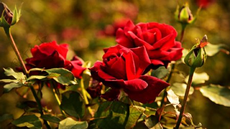 红色花朵玫瑰植物背景