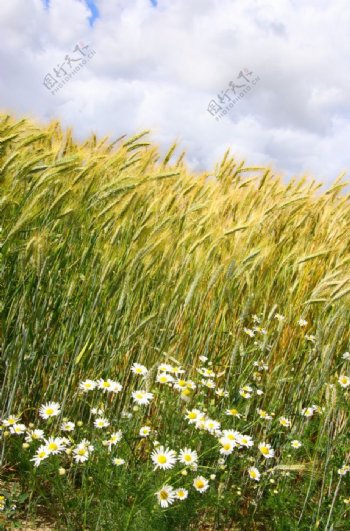 谷物小麦