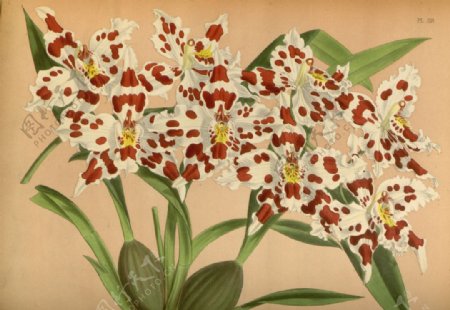 白红花植物插画素材