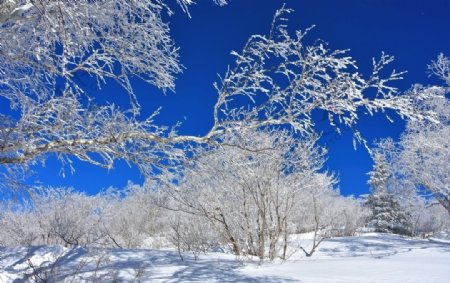 雪景树挂