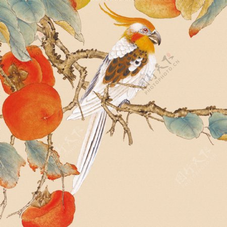 中式田园工笔花鸟漂亮的鸟