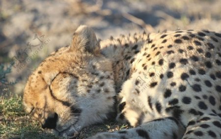 豹子摄影捕食南非动物