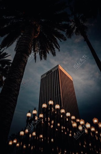 城市夜空棕榈树