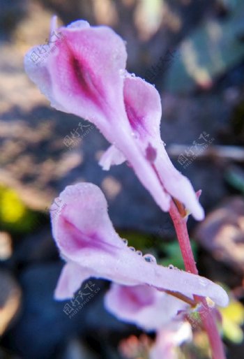 地锦苗断肠草植物紫堇