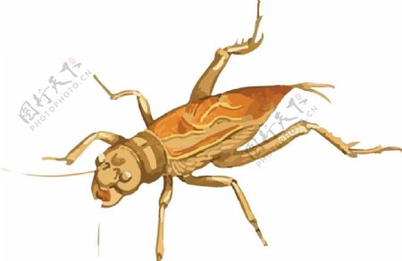 蚂蚱昆虫插画