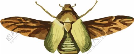 甲虫昆虫插画