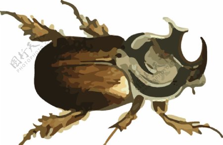 牛角虫昆虫插画