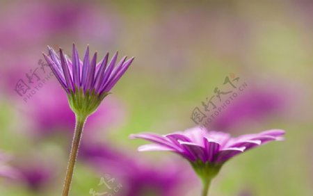 傲立花丛中的紫色菊花摄影