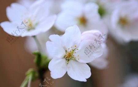 樱花花朵白粉色花卉植物