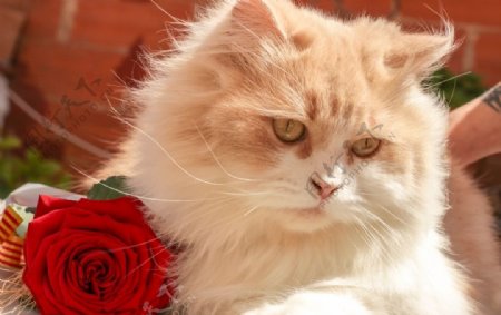猫与玫瑰