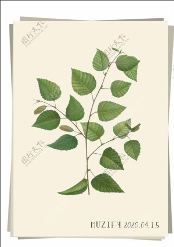桦树植物图鉴