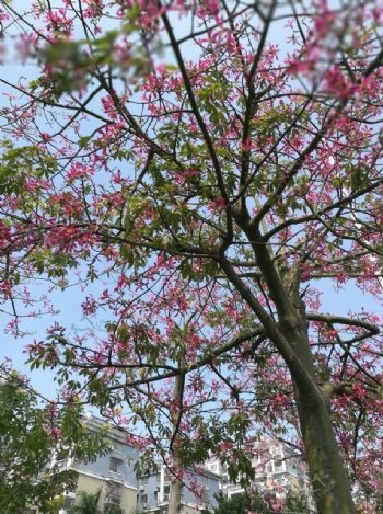 树花美景街景植物蓝天