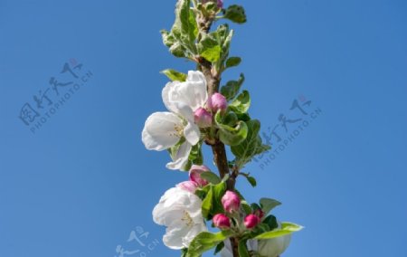 花朵白色枝丫春天苹果花