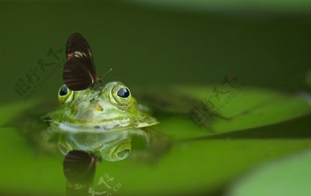 水里的青蛙