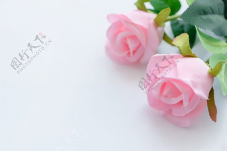 白色桌面粉色玫瑰花背景