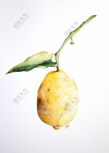水果柠檬绘画