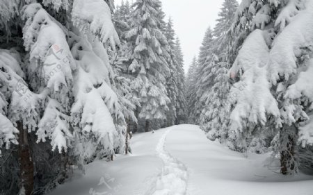 冬季雪景