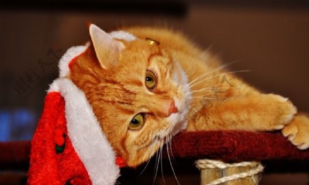 猫咪圣诞帽