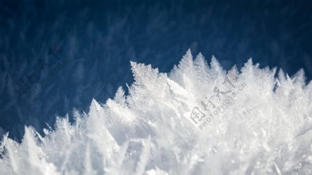 冰雪覆盖的植物