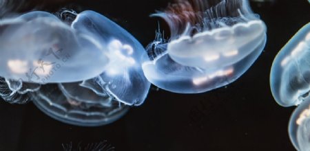 水母海蜇唯美梦幻