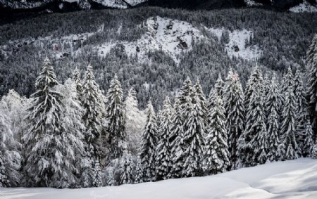 大雪覆盖的树木