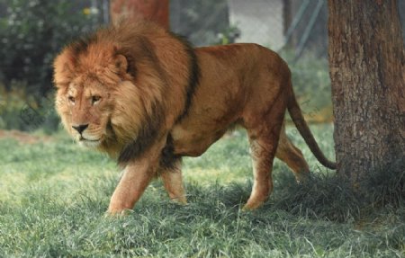狮子动物园