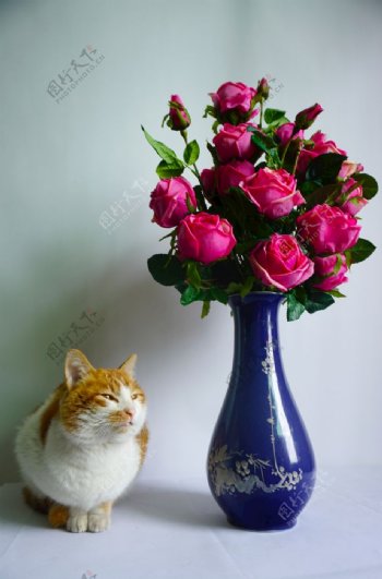猫与玫瑰