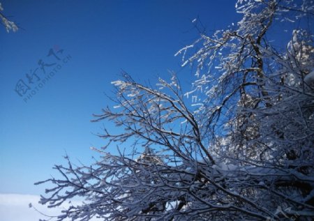 雪压树枝