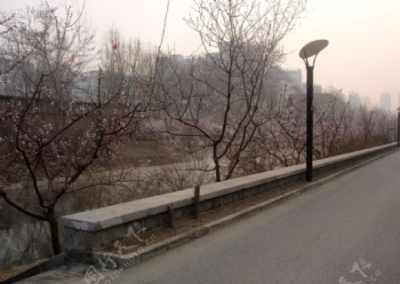 北京十里堡小区三月桃花