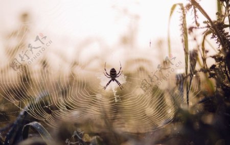 蜘蛛蜘蛛网