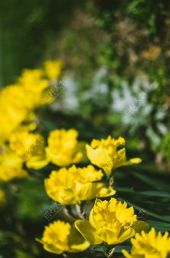 水仙花唯美