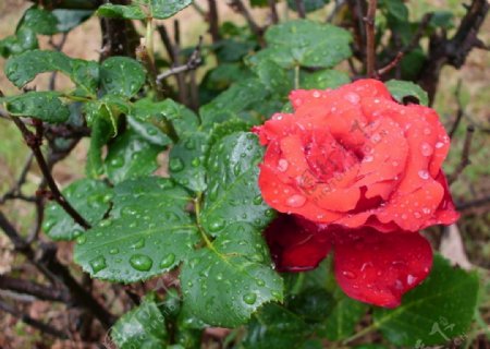 雨后蔷薇