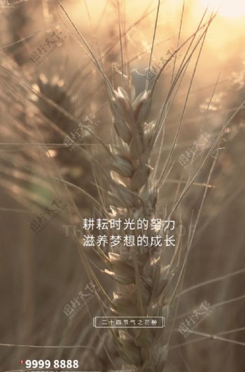 芒种小麦棕色写实海报