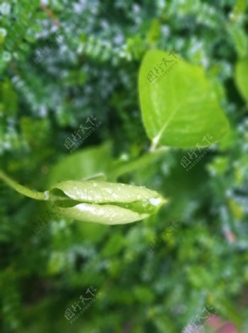 雨后嫩叶植物绿叶自然景观摄影