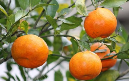 树枝上的柑橘