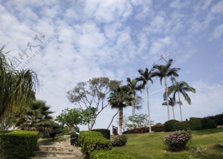 厦门椰子树植物园热带植