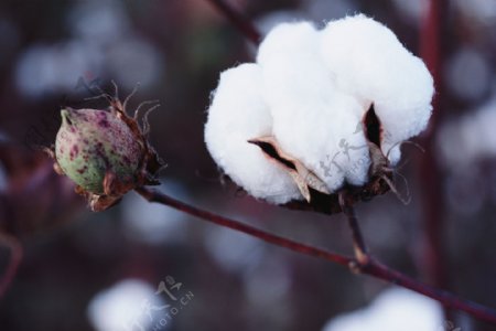 棉花长绒棉棉花田成熟