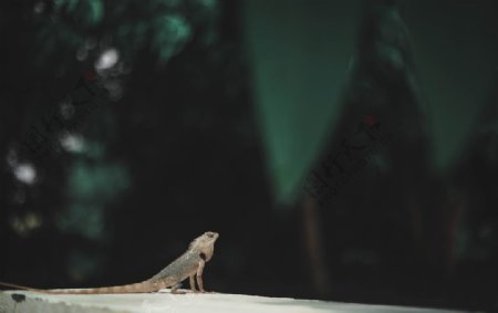 蜥蜴