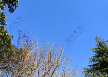 蓝色天空绿色树木