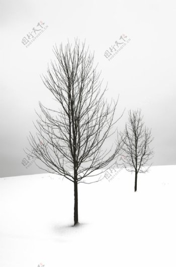 雪中孤木