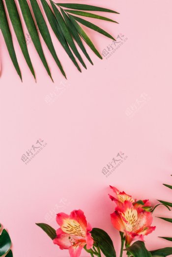 芭蕉叶夏季粉色花朵简约背景素材