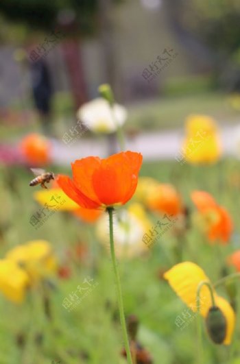 蜜蜂舞花