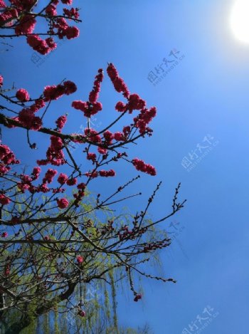 红花绿树唯美天空