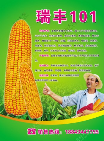 玉米种子DM单